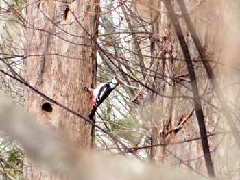 Great Spotted Woodpecker(japonicus) 旭ヶ丘総合公園 Mon, 4/15/2024