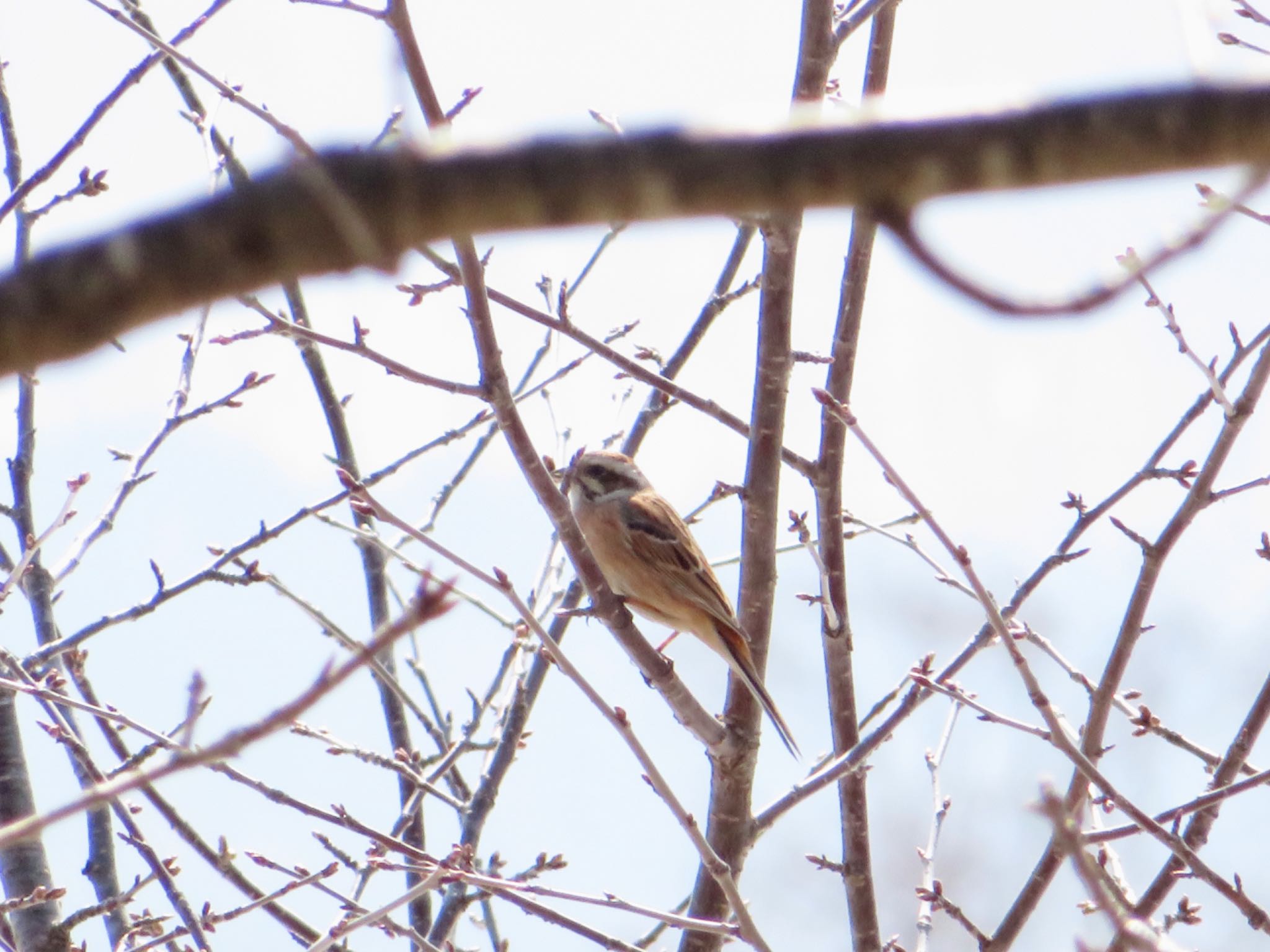 Photo of Meadow Bunting at 旭ヶ丘総合公園 by ユウ@道民