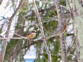 Mon, 4/15/2024 Birding report at 旭ヶ丘総合公園