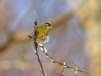 Eurasian Siskin 十里木高原 Sun, 4/14/2024