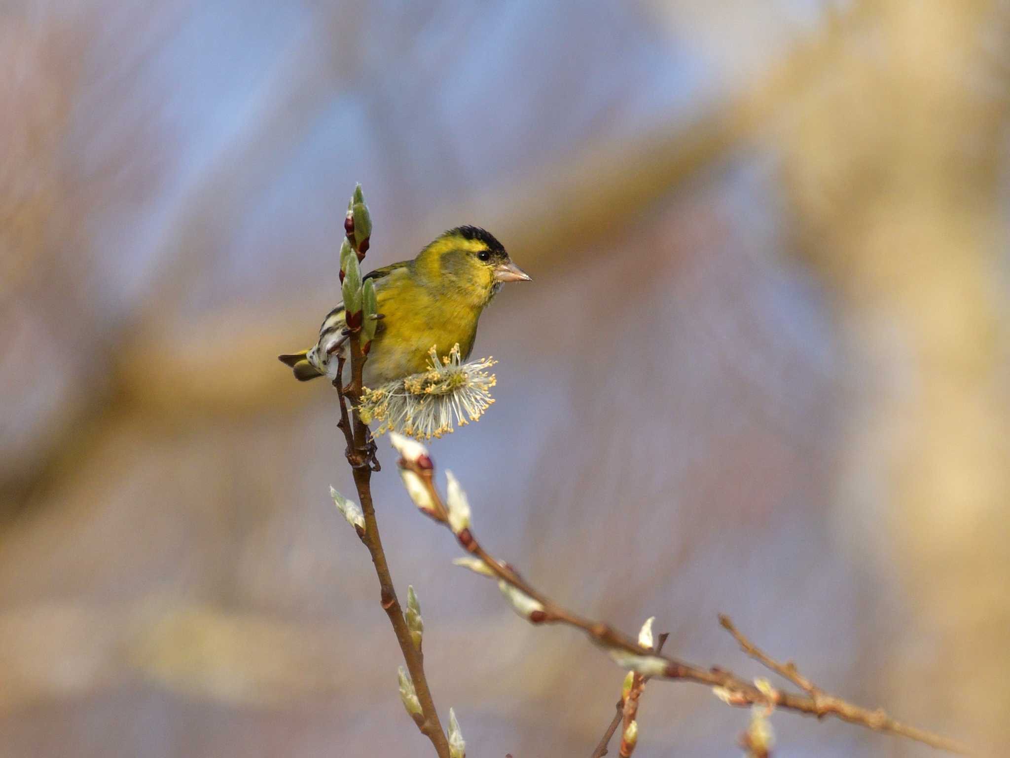 Photo of Eurasian Siskin at 十里木高原 by 80%以上は覚えてないかも