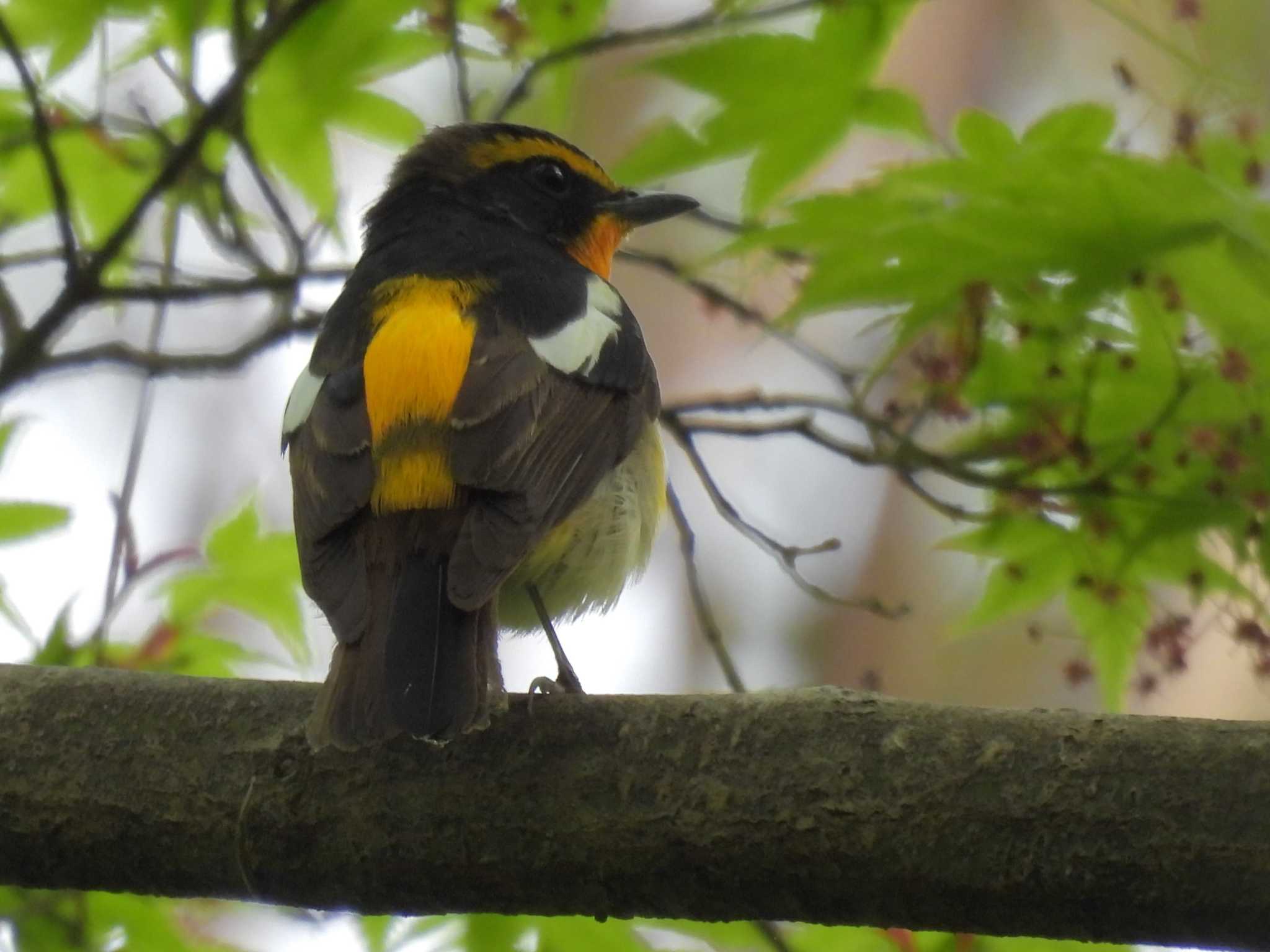 Photo of Narcissus Flycatcher at Kyoto Gyoen by ゆりかもめ