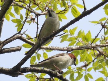 Mon, 4/15/2024 Birding report at Kyoto Gyoen
