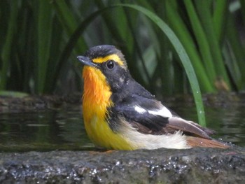 Narcissus Flycatcher Kyoto Gyoen Mon, 4/15/2024