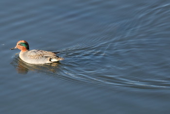 Eurasian Teal 曽根干潟(曾根干潟) Sat, 12/15/2018