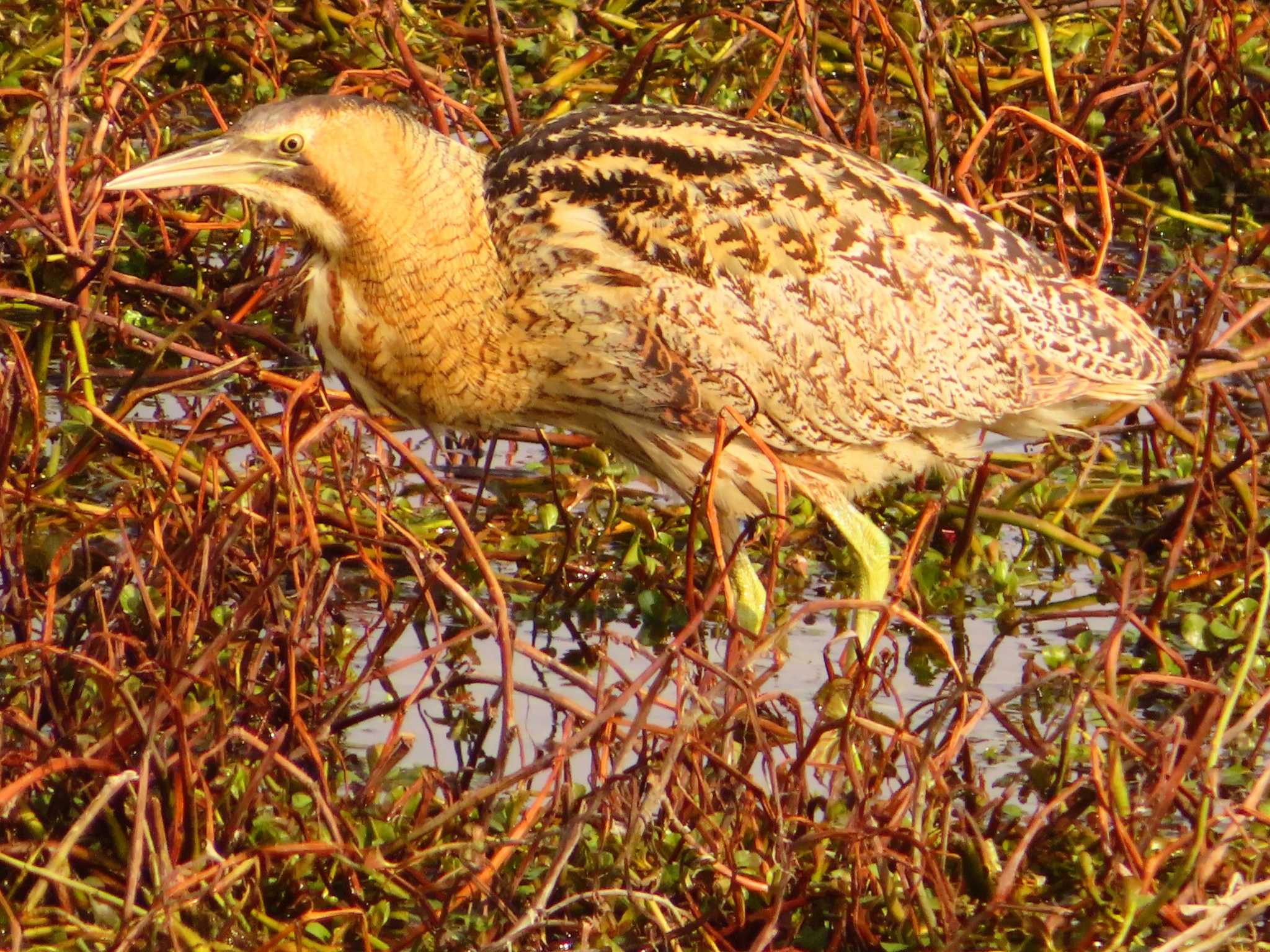 Photo of Eurasian Bittern at 伊庭内湖 by ゆ