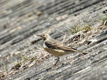 Water Pipit 岡山県 Sun, 4/14/2024