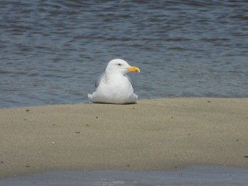 Vega Gull 岡山県 Sun, 4/14/2024