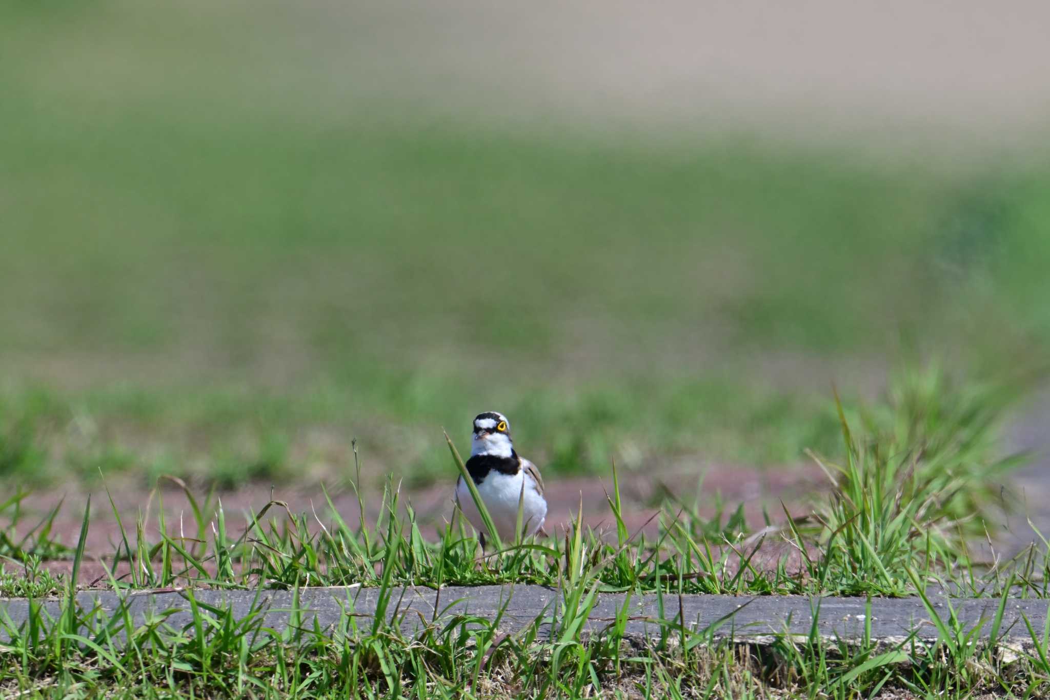 Little Ringed Plover