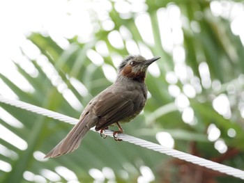 Brown-eared Bulbul(stejnegeri) Iriomote Island(Iriomotejima) Wed, 4/10/2024