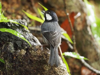 Japanese Tit(nigriloris) Ishigaki Island Sat, 4/13/2024