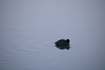 Eurasian Coot 曽根干潟(曾根干潟) Sat, 12/15/2018