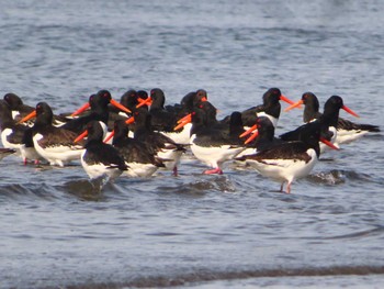 ミヤコドリ ふなばし三番瀬海浜公園 2024年4月13日(土)