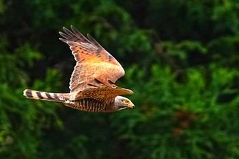 Grey-faced Buzzard 千葉県 Sat, 4/13/2024