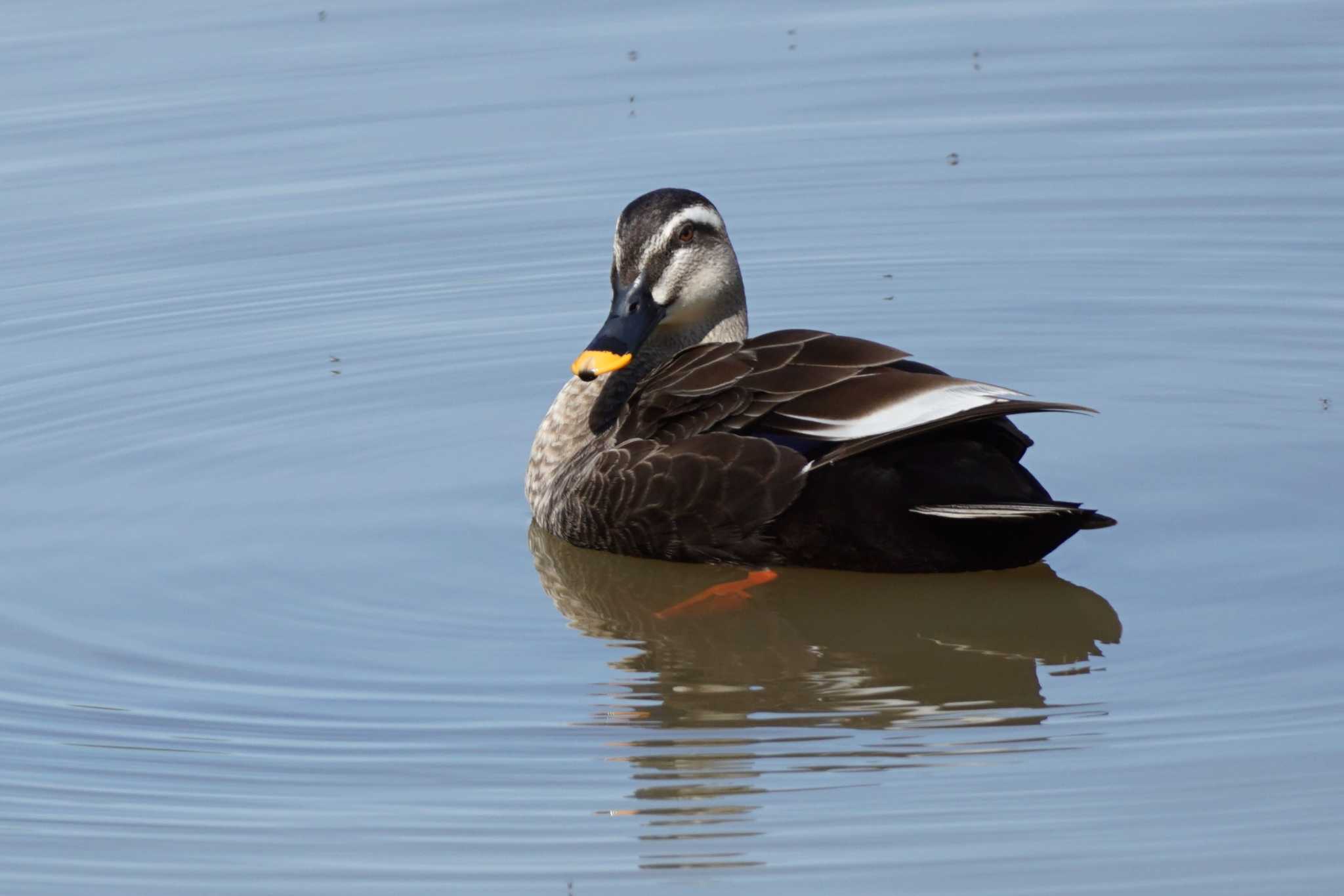 Photo of Eastern Spot-billed Duck at 立田山 by Joh