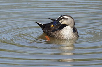 Eastern Spot-billed Duck 立田山 Wed, 4/10/2024