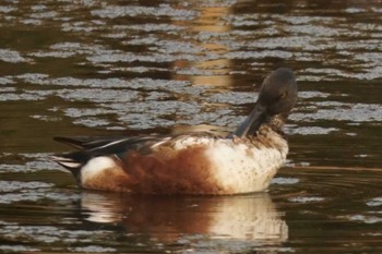 Northern Shoveler 江津湖 Sat, 4/13/2024