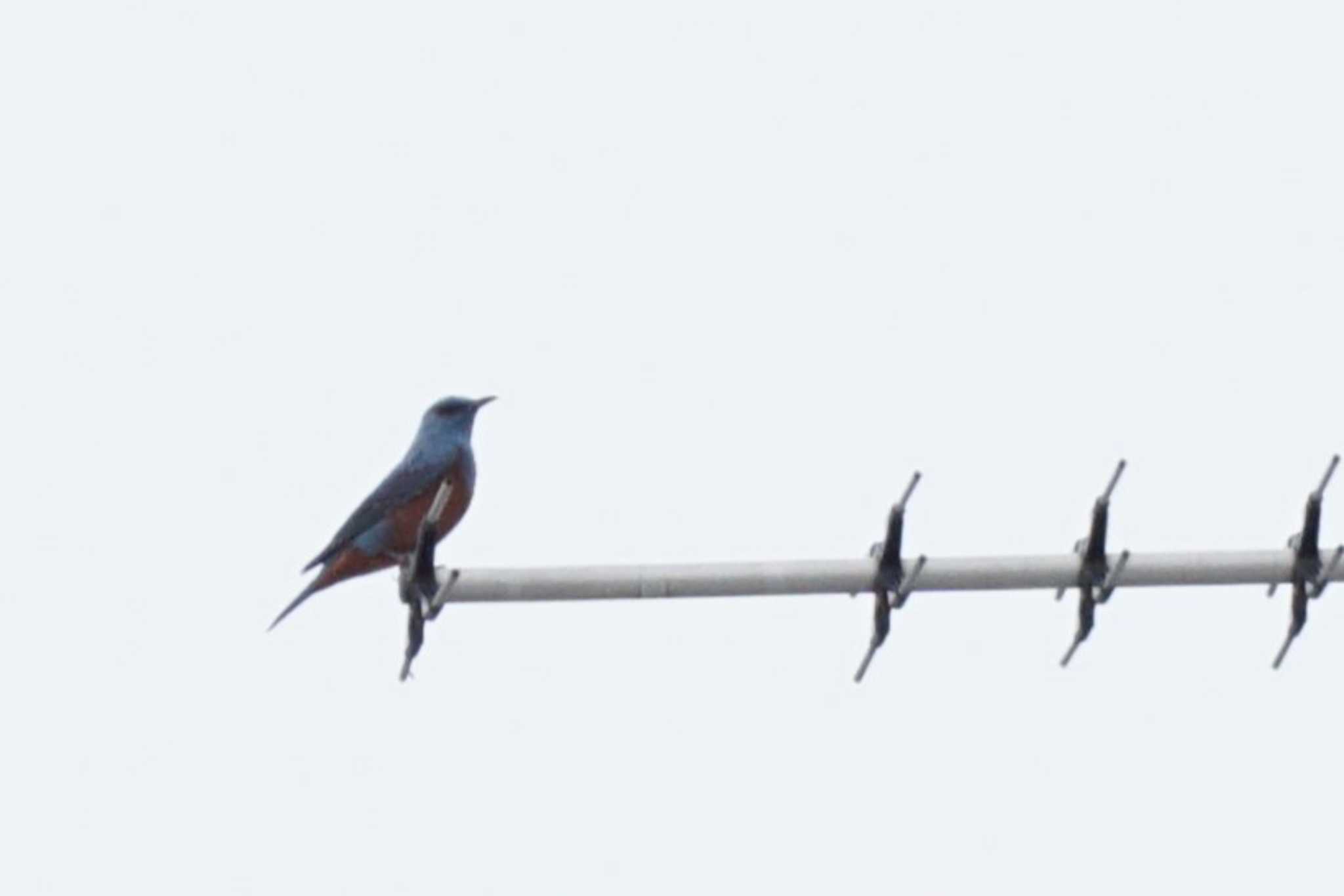 Blue Rock Thrush