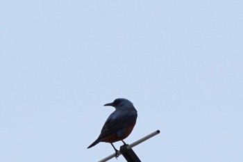 Blue Rock Thrush 熊本市 Sun, 4/14/2024