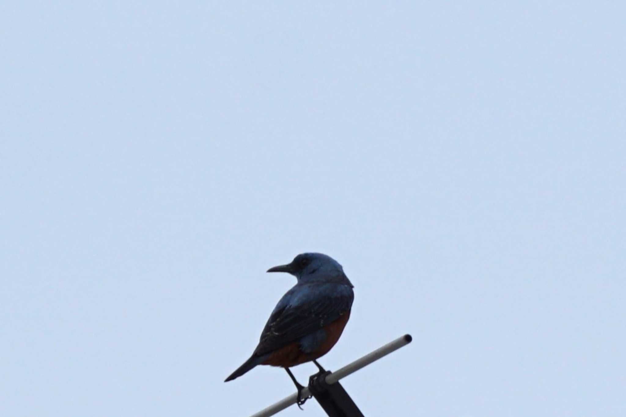 Blue Rock Thrush