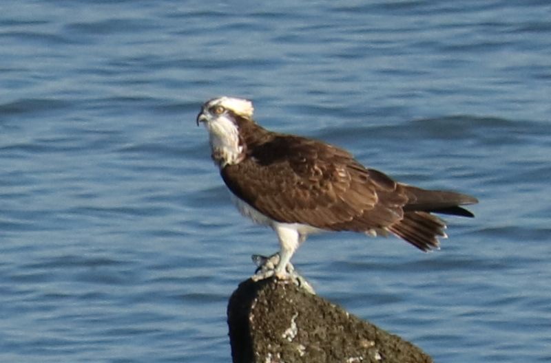 Photo of Osprey at 曽根干潟野鳥観察舎 by 吊巣雀