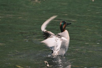 Green-winged Teal 千葉県松戸市国分川 Mon, 4/15/2024