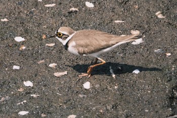 Little Ringed Plover 千葉県松戸市国分川 Mon, 4/15/2024