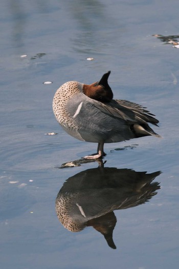 Green-winged Teal 千葉県松戸市国分川 Mon, 4/15/2024