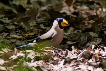 Japanese Grosbeak 庄内緑地公園 Fri, 4/12/2024