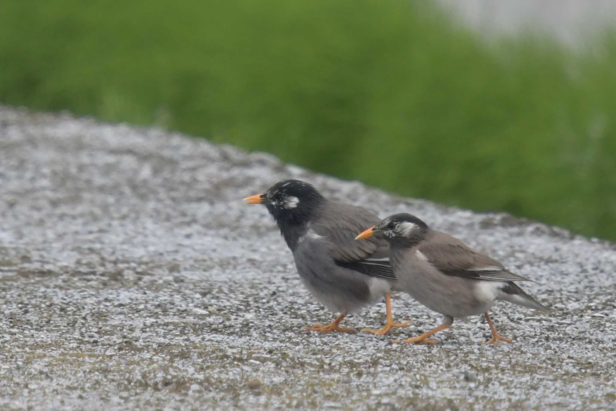 Photo of White-cheeked Starling at 愛媛県新居浜市 by でみこ