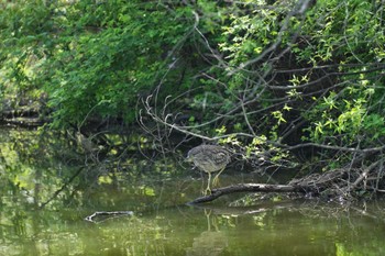 Black-crowned Night Heron Mizumoto Park Sun, 4/14/2024