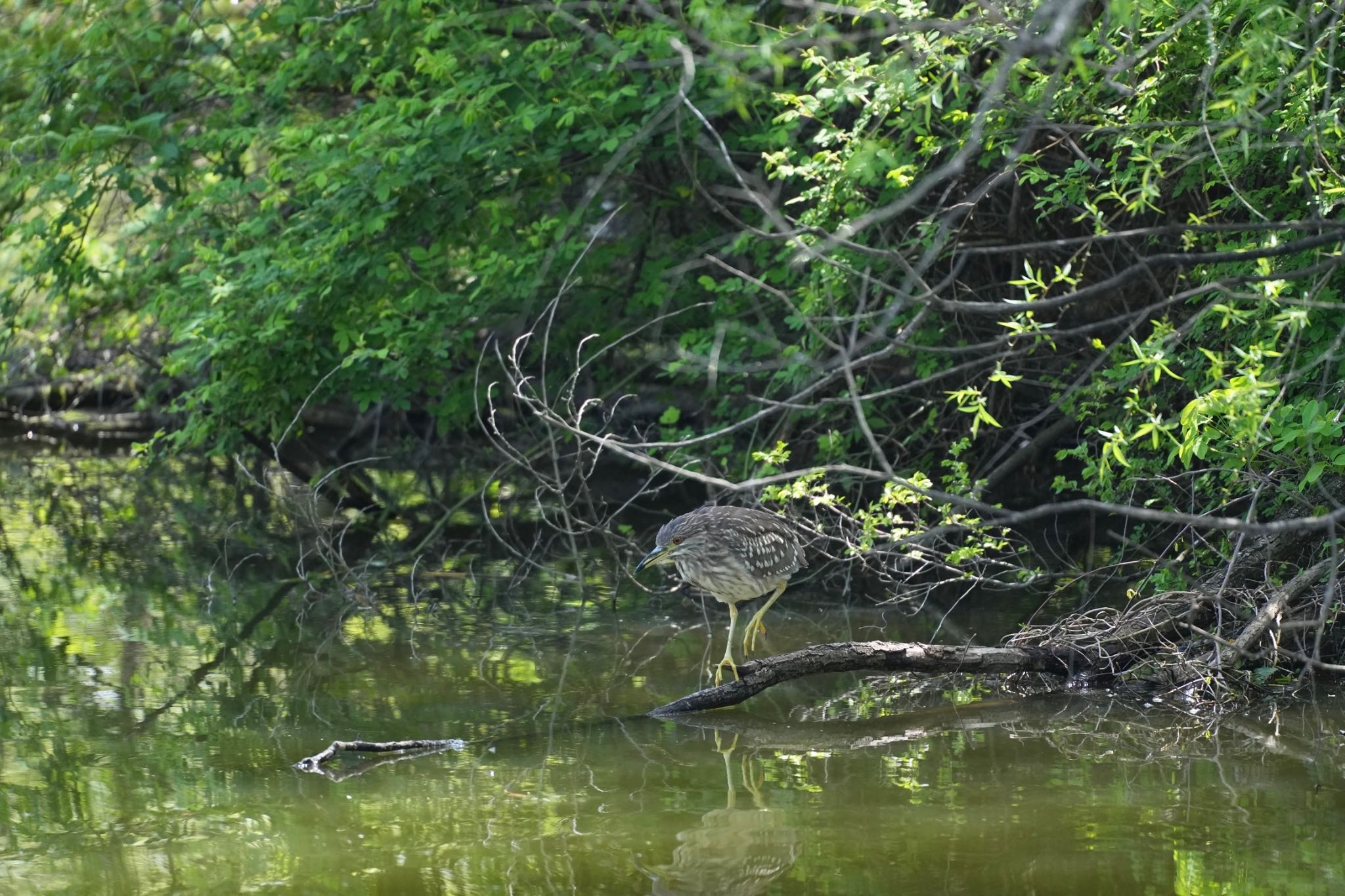 水元公園 ゴイサギの写真 by あらどん