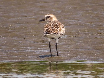 Grey Plover Sambanze Tideland Sat, 4/13/2024