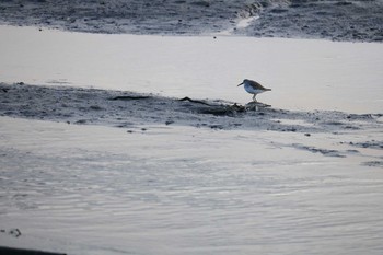 Sat, 12/15/2018 Birding report at 曽根干潟(曾根干潟)