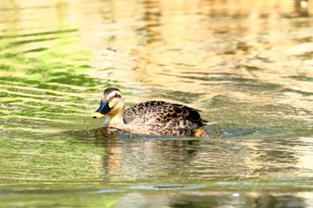 Eastern Spot-billed Duck 横浜市公園 Sun, 4/14/2024