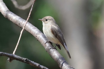 Red-breasted Flycatcher Osaka castle park Sun, 3/10/2024