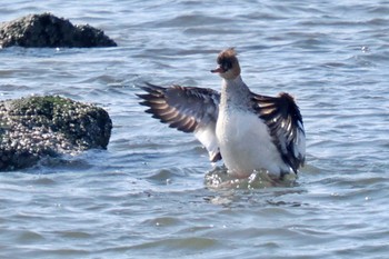 Red-breasted Merganser 荒川・砂町水辺公園(東京都江東区) Sat, 4/13/2024