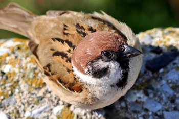 Eurasian Tree Sparrow 荒川・砂町水辺公園(東京都江東区) Sat, 4/13/2024