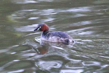 Little Grebe Kasai Rinkai Park Sat, 4/13/2024