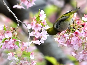 Warbling White-eye 相模原市南区 Fri, 3/8/2024