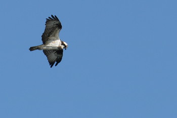 Osprey 曽根干潟(曾根干潟) Tue, 12/25/2018