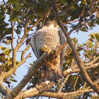 Peregrine Falcon 観音崎公園 Mon, 4/15/2024