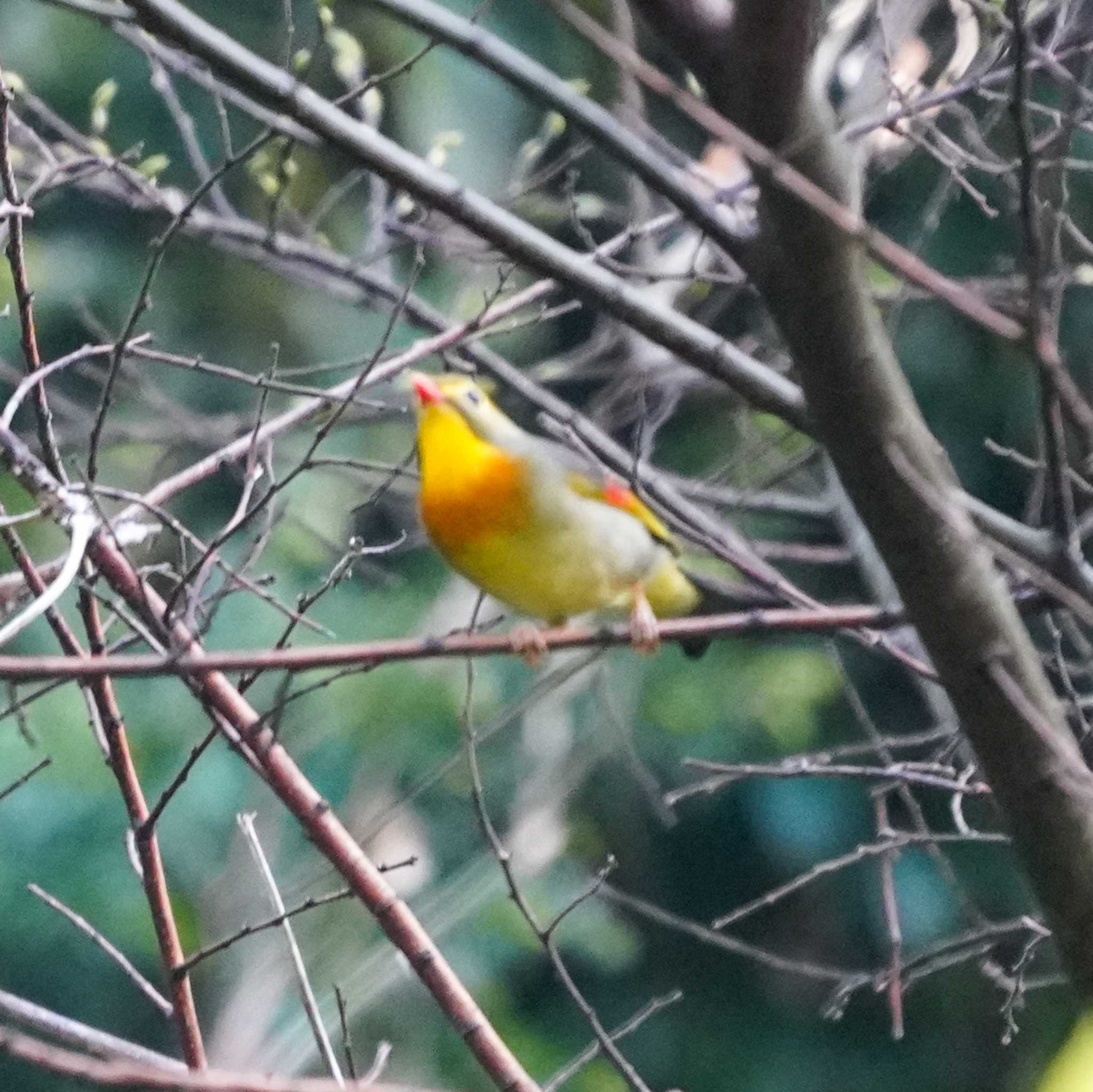 Photo of Red-billed Leiothrix at  by misa X