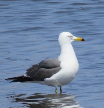 Black-tailed Gull Kasai Rinkai Park Sun, 4/14/2024