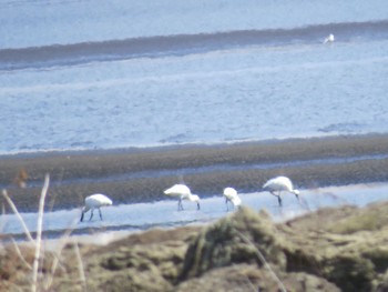 Black-faced Spoonbill Kasai Rinkai Park Sun, 4/14/2024