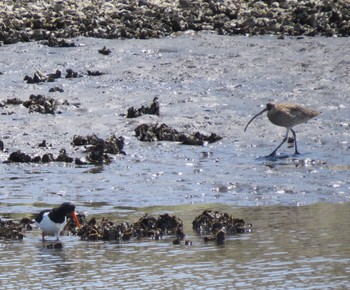 Far Eastern Curlew Kasai Rinkai Park Sun, 4/14/2024