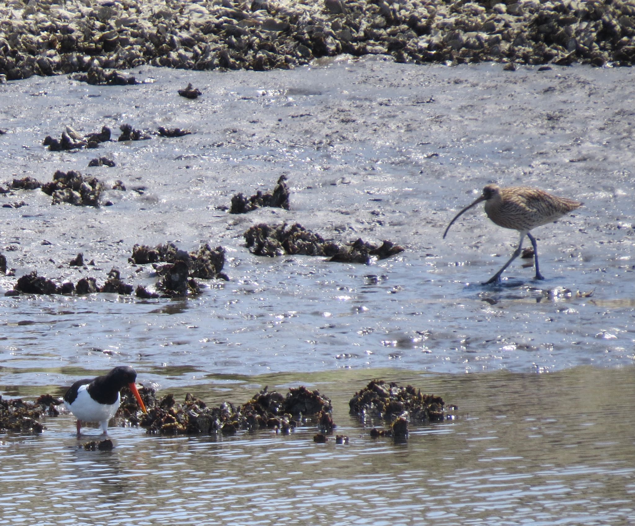 Photo of Far Eastern Curlew at Kasai Rinkai Park by Haruki🦜