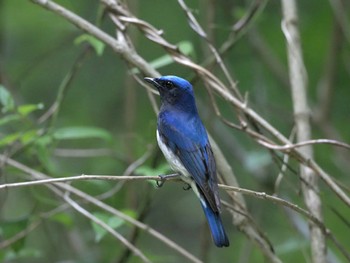 Blue-and-white Flycatcher 日向林道 Sun, 5/30/2021