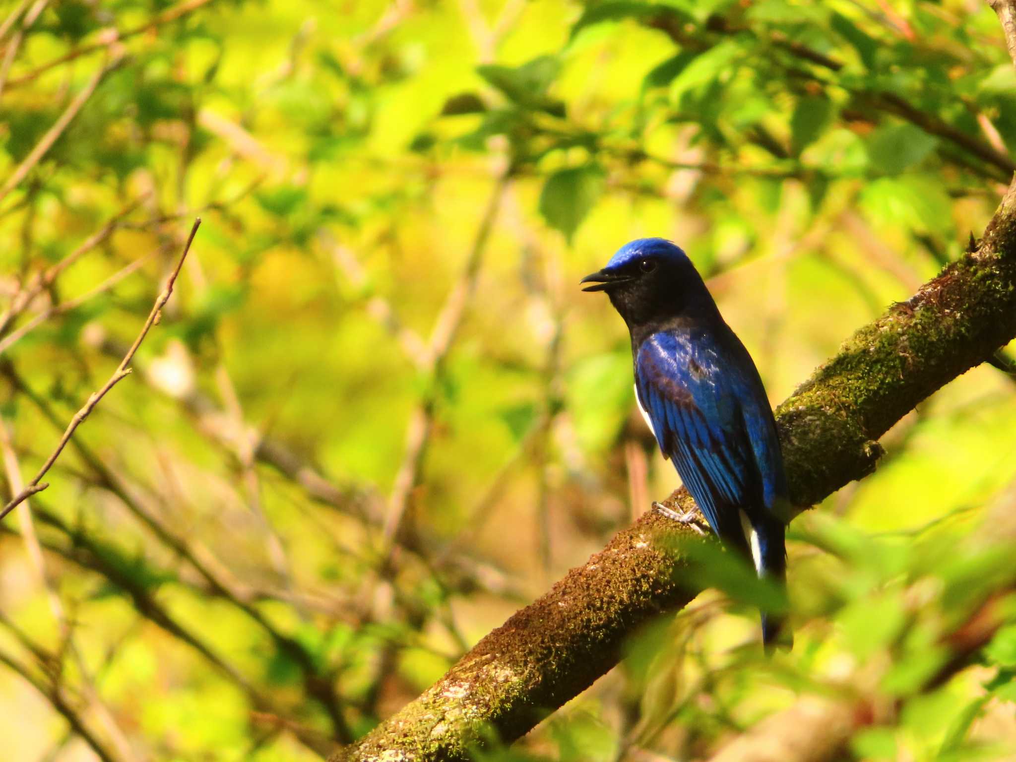 Photo of Blue-and-white Flycatcher at Hayatogawa Forest Road by ゆ