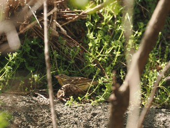 Masked Bunting Hayatogawa Forest Road Sat, 4/13/2024